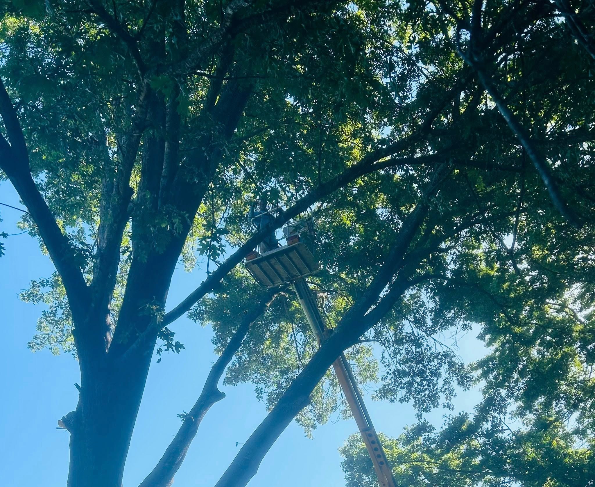 RF Services bucket lift deep in tree canopy during trimming