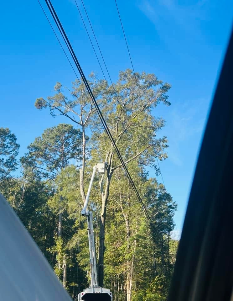 RF Services bucket truck trimming trees near power lines