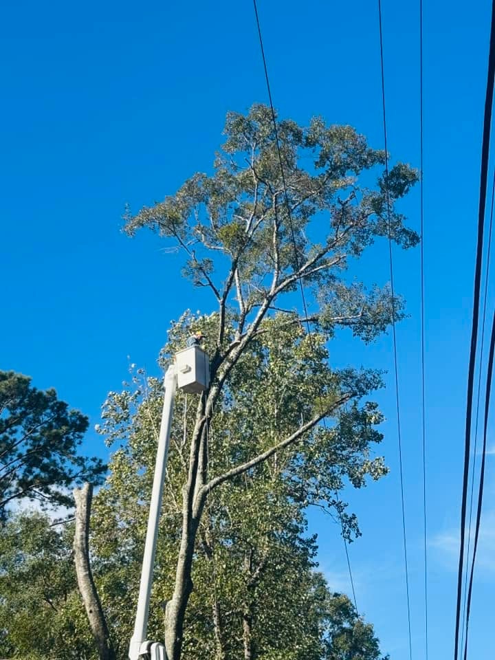 RF Services bucket truck clearing trees along power lines