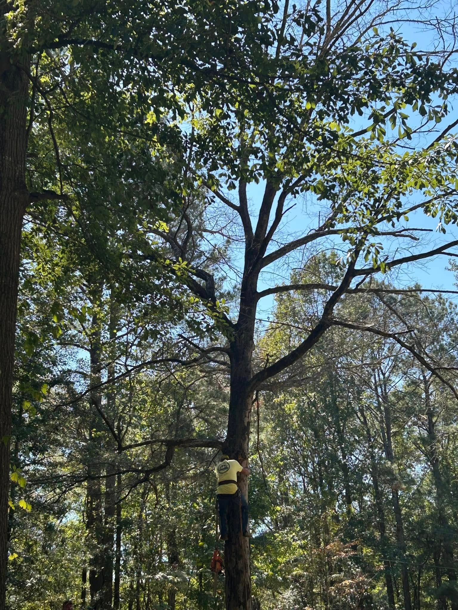 RF Services climber ascending tall tree
