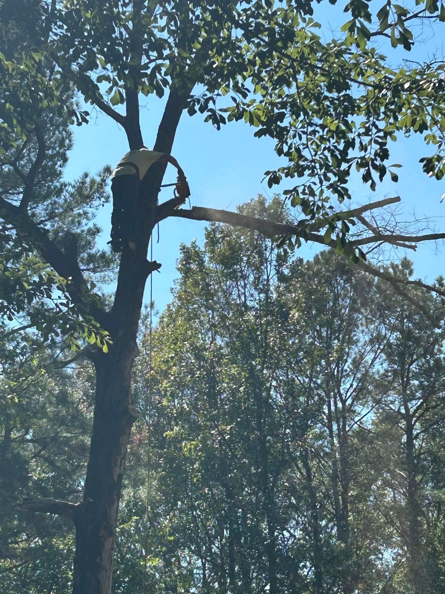 RF Services climber cutting high branch with chainsaw