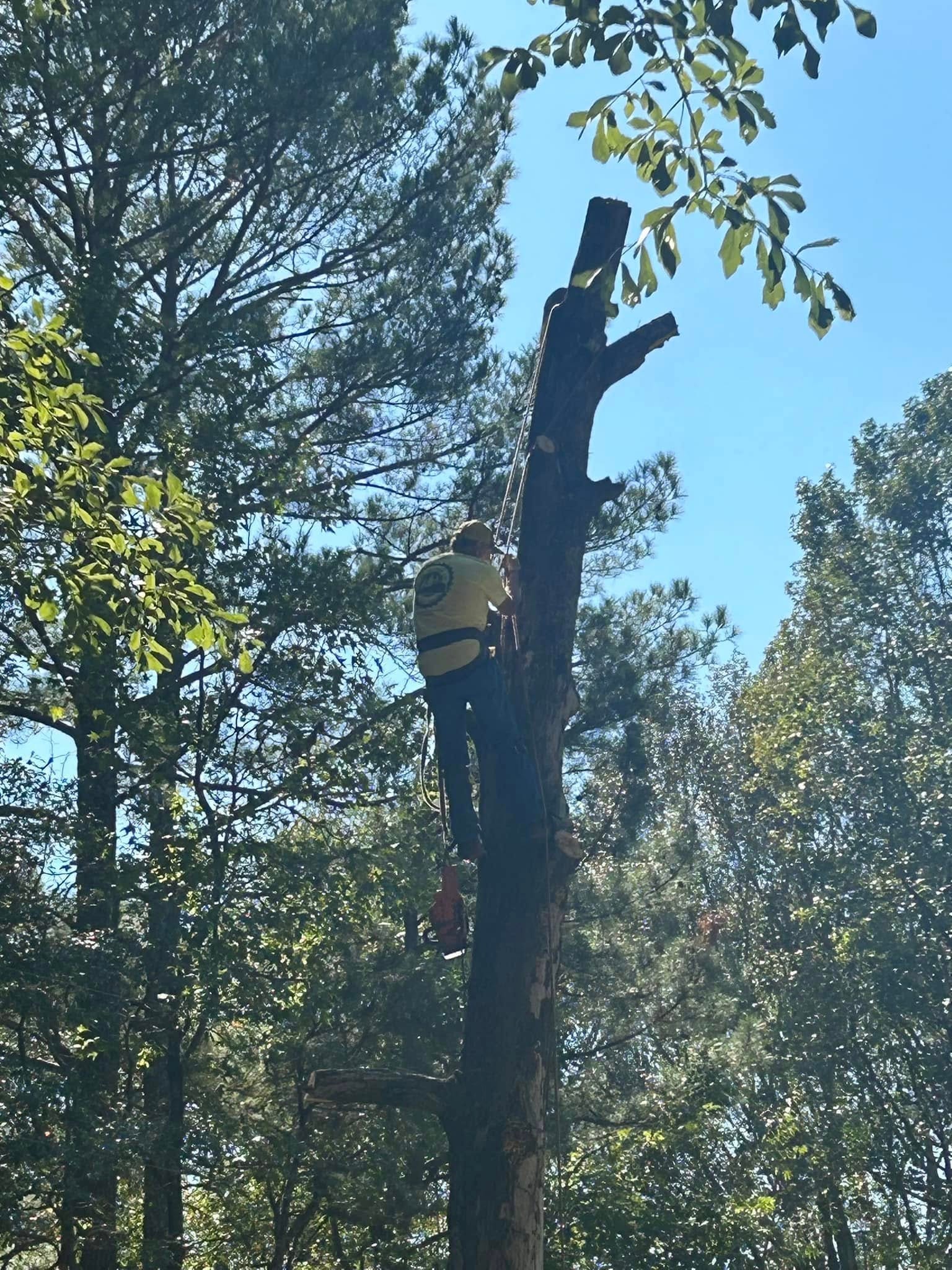 RF Services climber removing dead tree