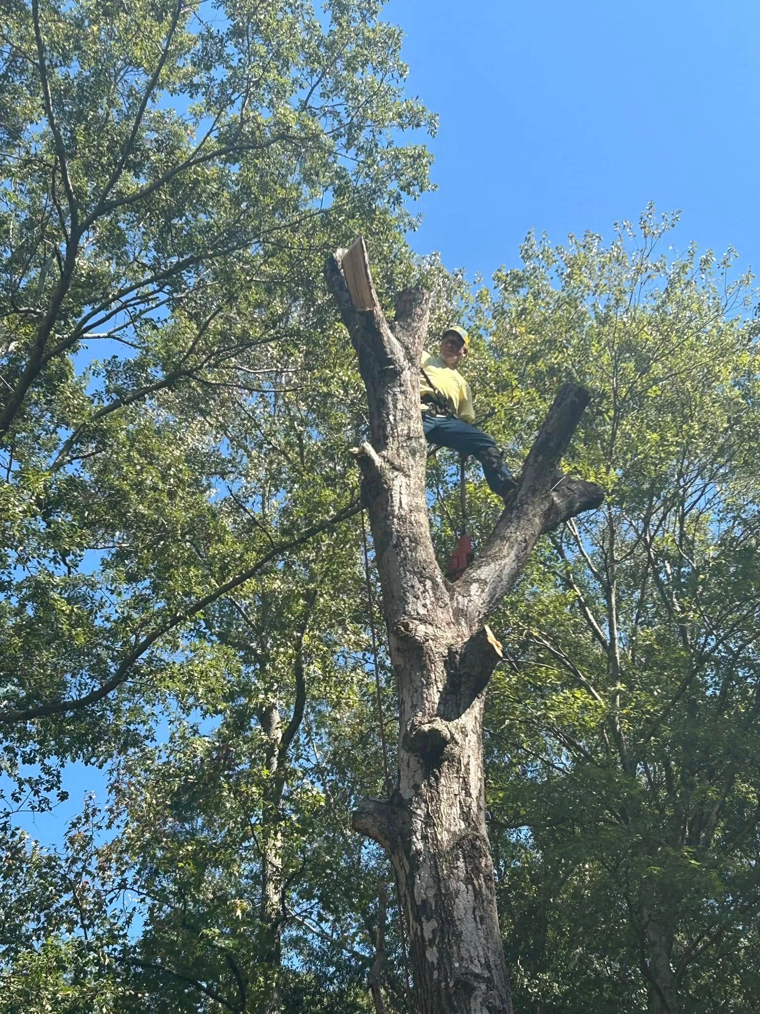 RF Services climber high up in tree