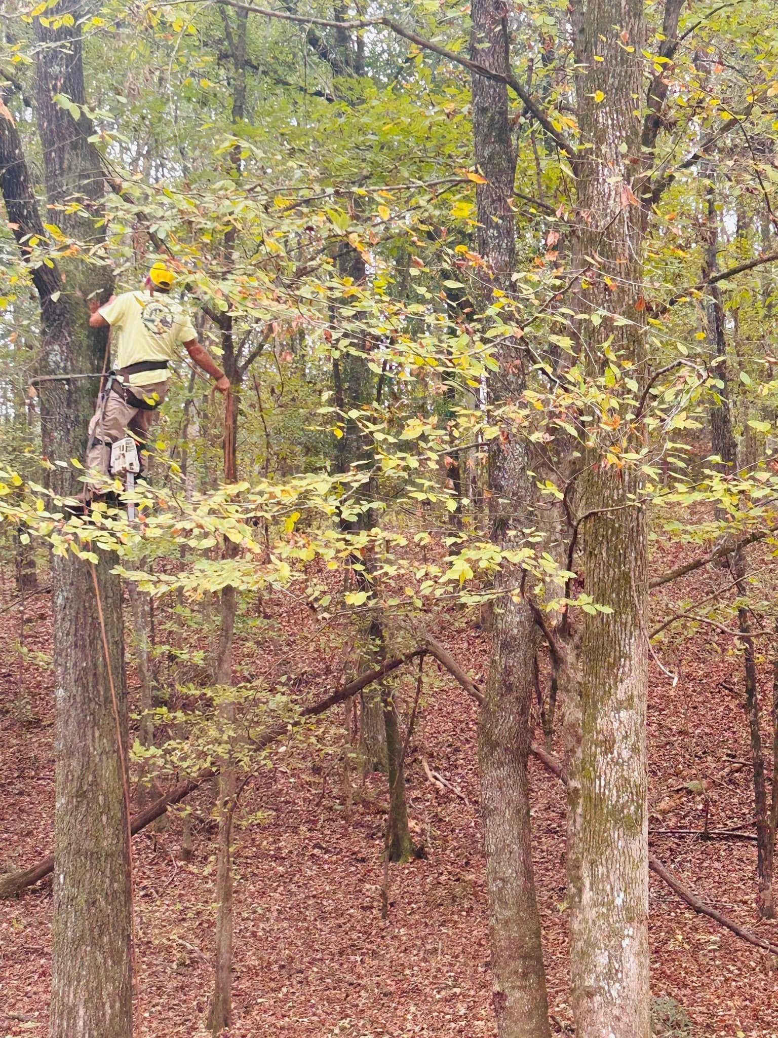 RF Services climber on rope in tree