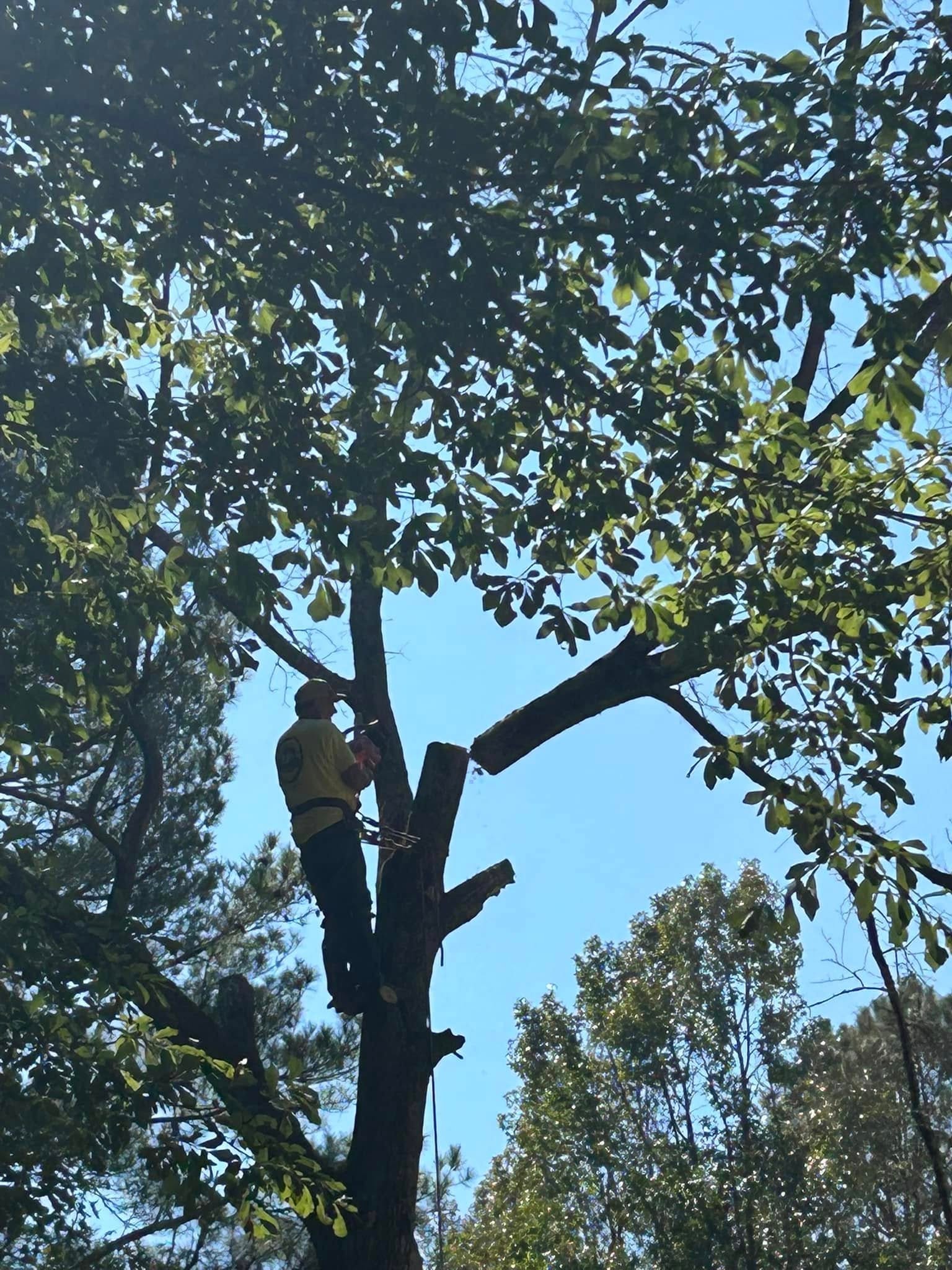 RF Services climber trimming large tree canopy