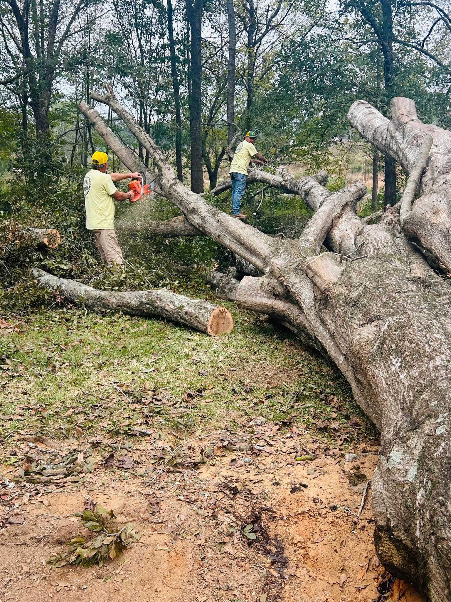 RF Services crew chainsawing massive fallen oak