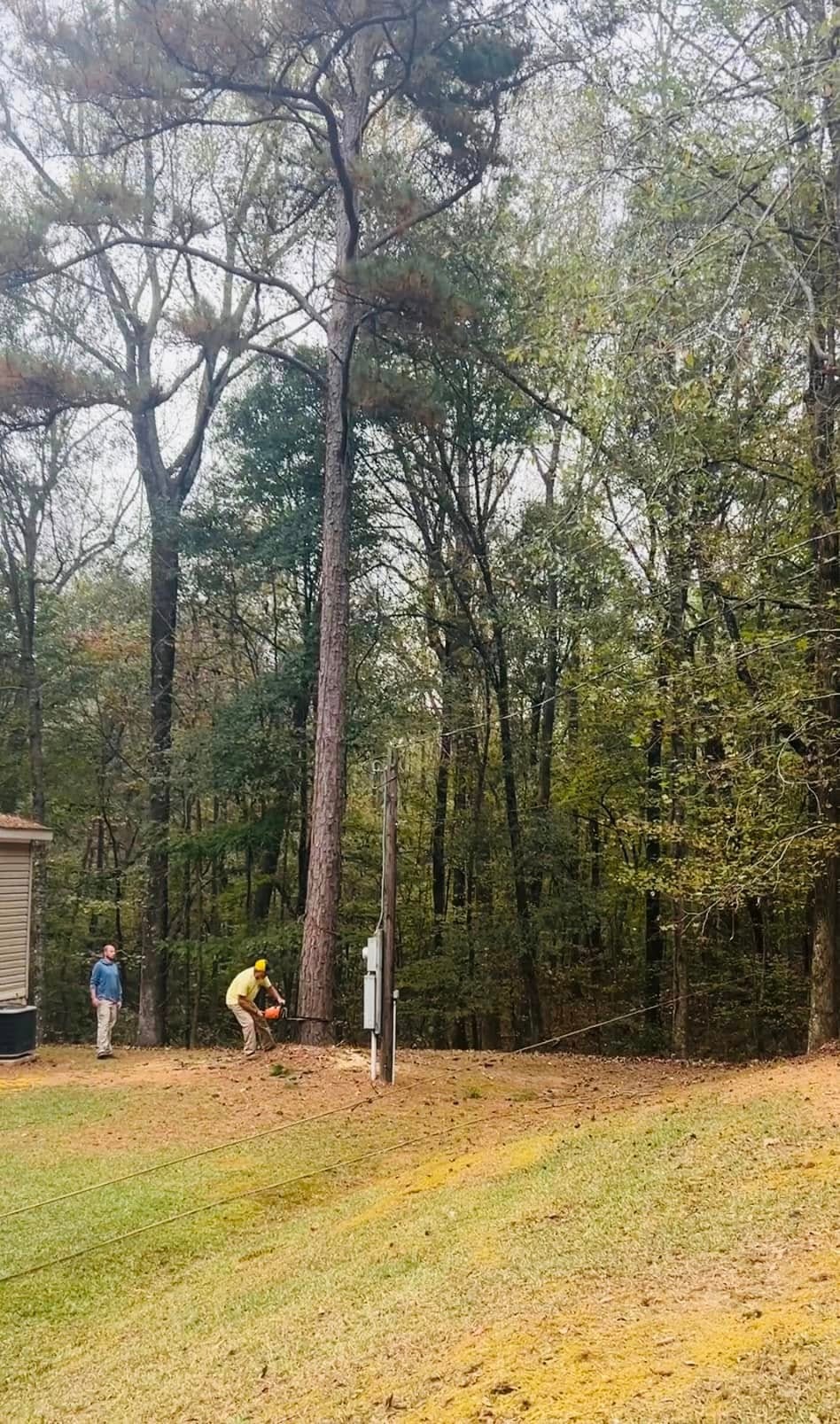 RF Services crew removing hazardous tree near power lines