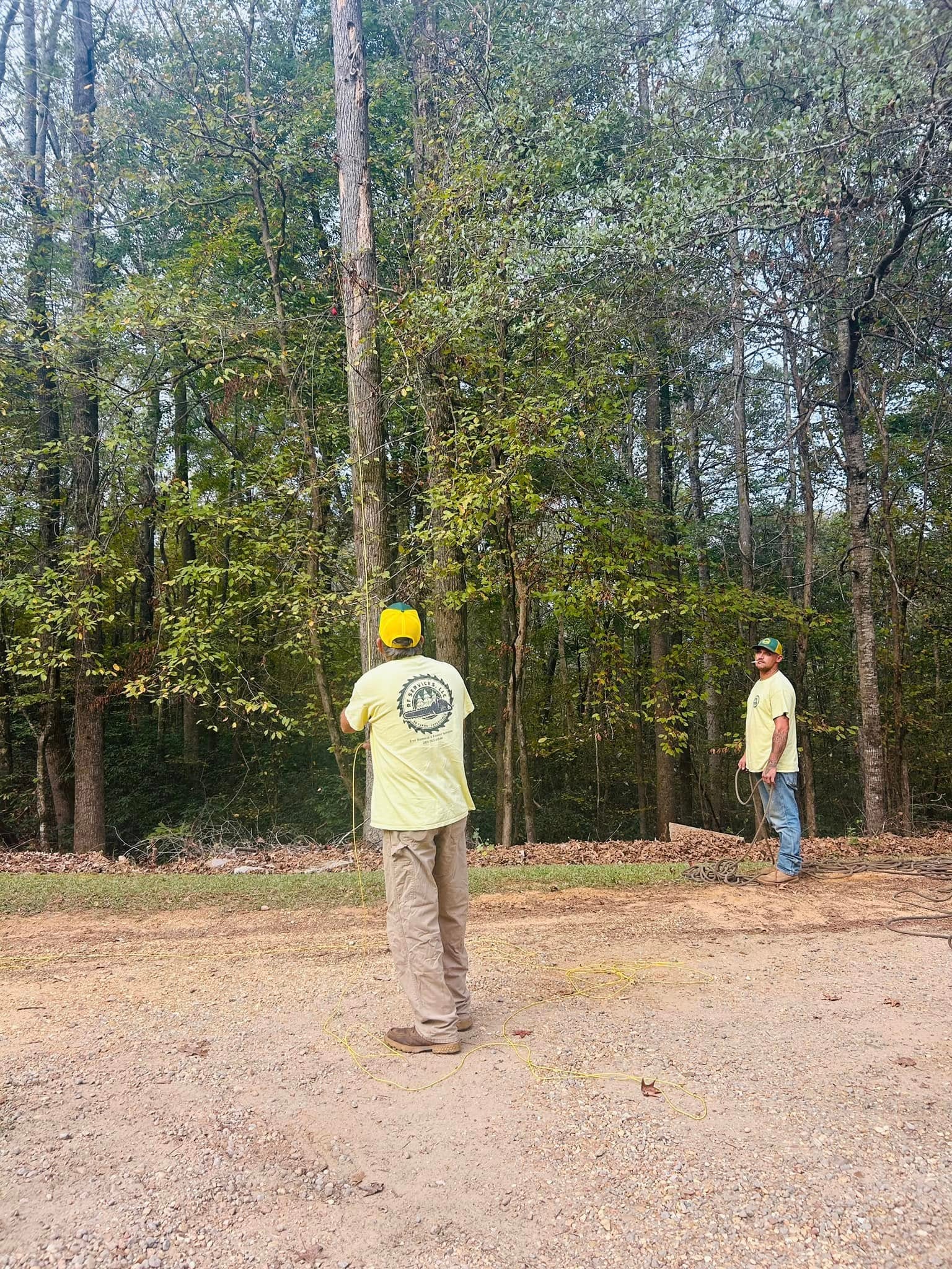 RF Services crew rigging ropes for controlled tree removal