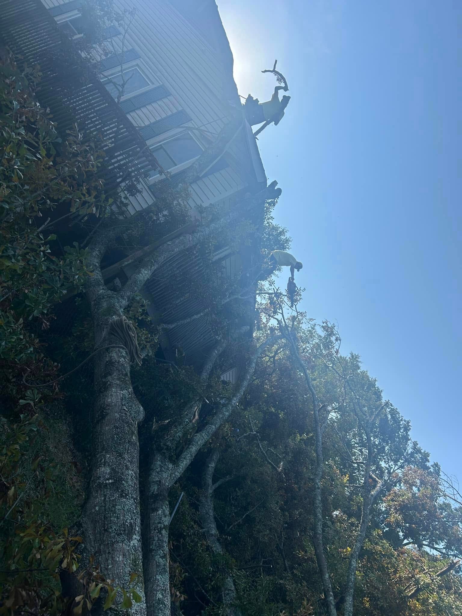 RF Services crew removing tree fallen on house