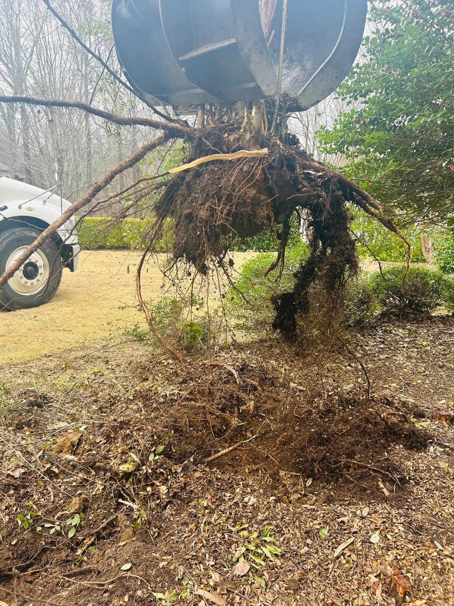 RF Services grapple lifting full tree rootball out of ground