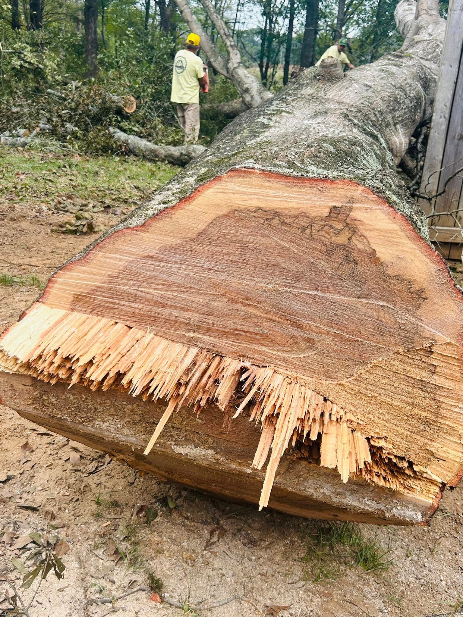 Massive oak tree cross-section after RF Services removal — crew in background