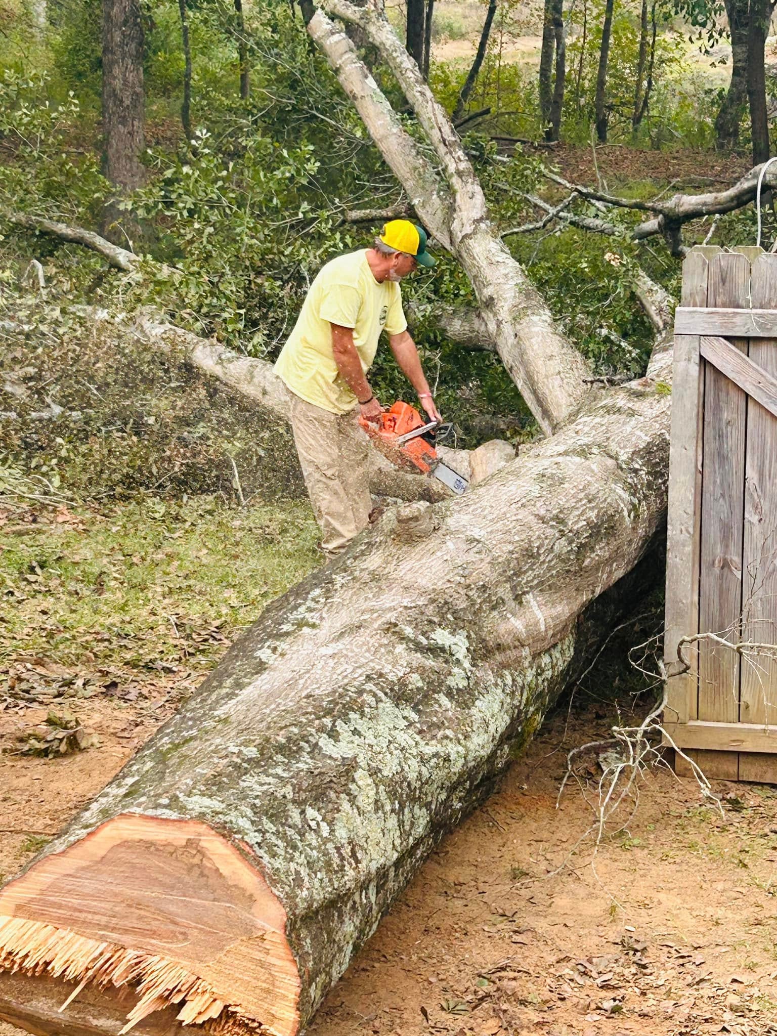Robert Finnen cutting massive fallen tree trunk