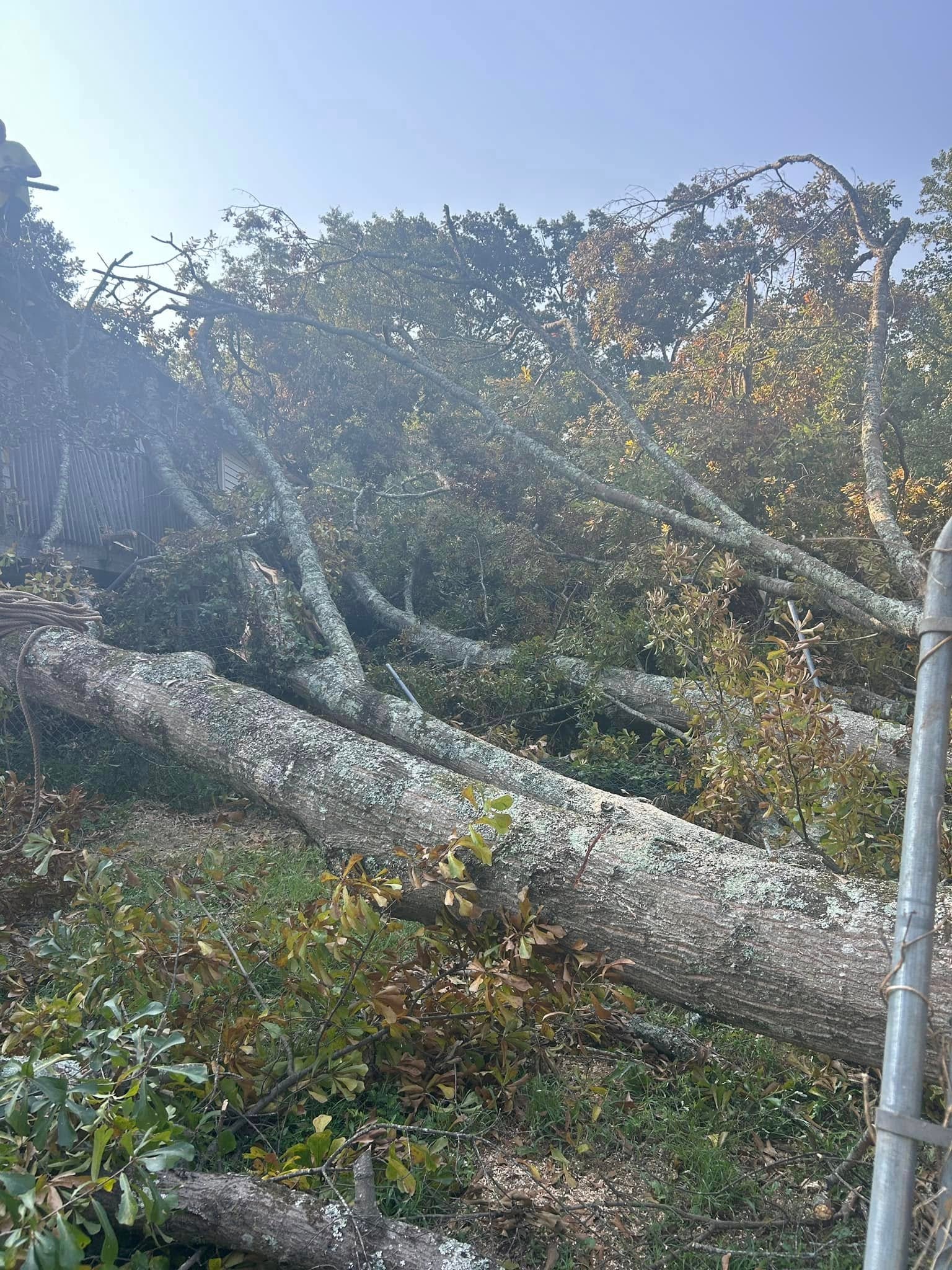 Large trees fallen on property after storm
