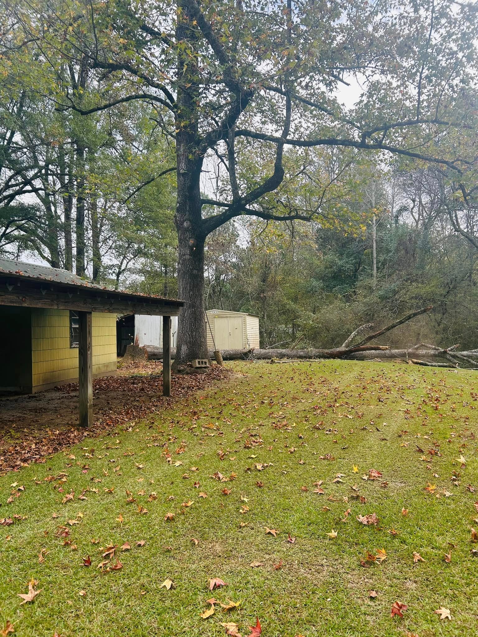 Wooded property before tree clearing