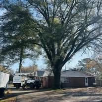 Large oak tree on residential property